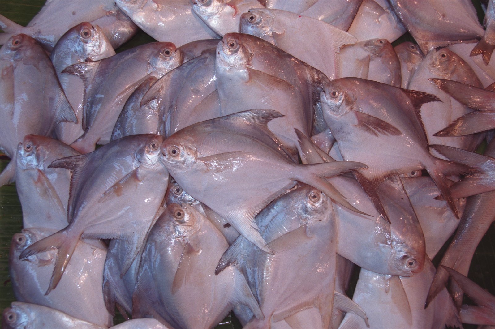 Silver pomfret — a fish species caught in Pakistan